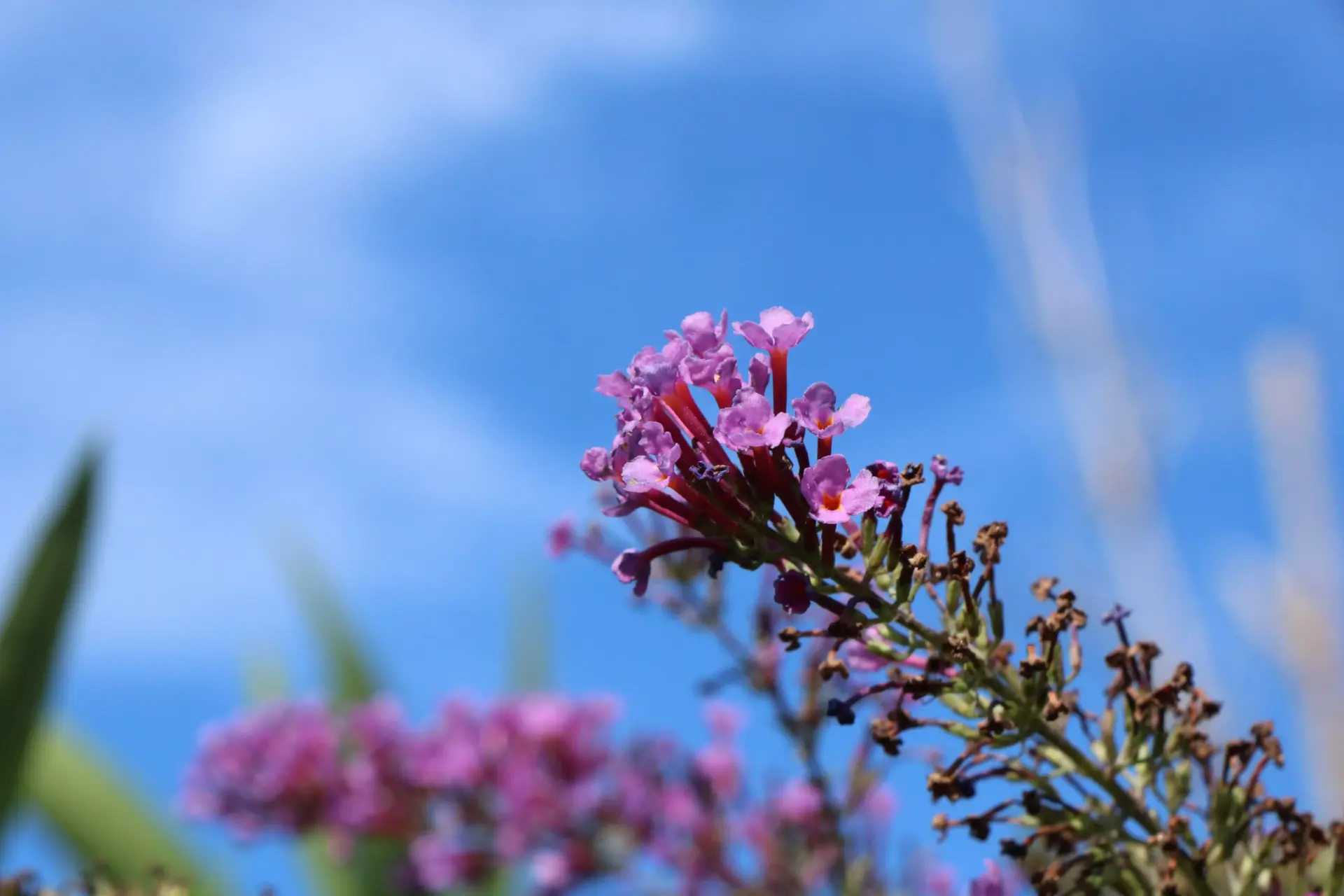 blüten vor dem Himmel laden zum träumen ein